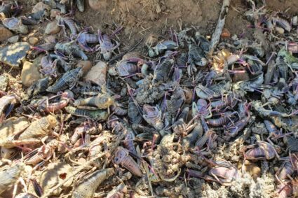 Control de la tucura sapo: Jornada clave para frenar su avance y proteger los campos de Santa Cruz